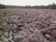 Picture 2 - Boulder Field, Hickory Run State Park
