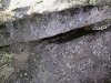 Salamander